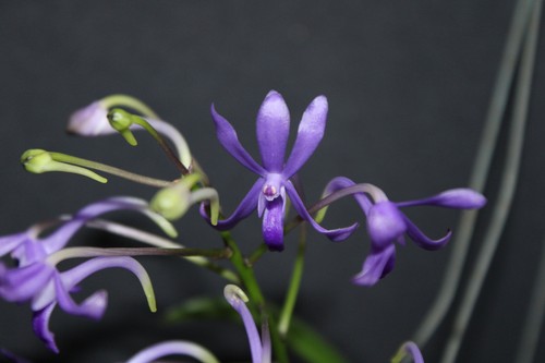 Charm vanda blue star - charm,