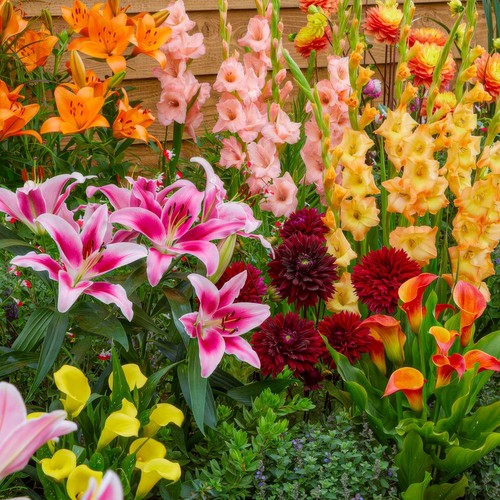 Mix bulbi fiore - da,