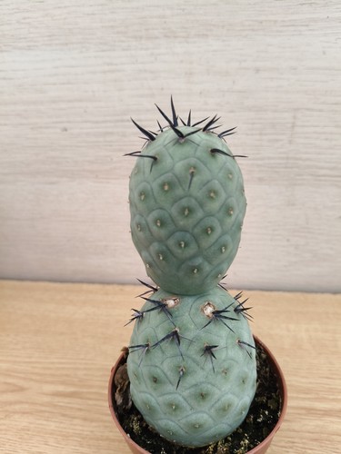 9457 tephrocactus geometricus - 9457,