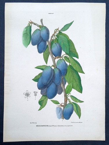 Stampa antica petraroja prugna - stampa,
