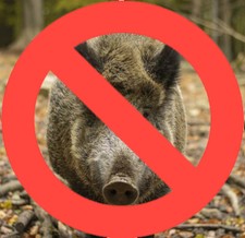 DISABITUANTE CINGHIALI 2,5KG