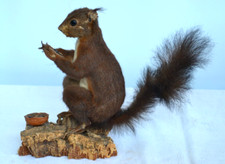 BELLISSIMO SCOIATTOLO VERO