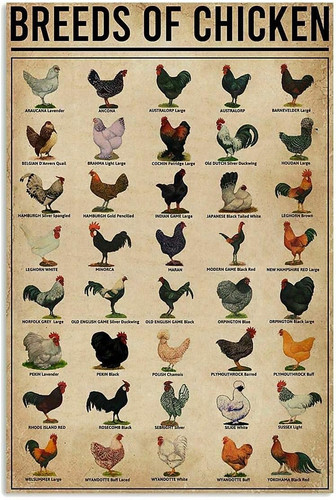 Poster razze polli - razze, art