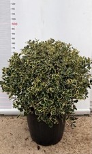 PIANTA DI AGRIFOGLIO ILEX