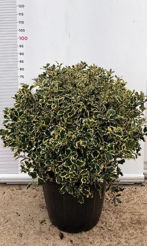 Pianta agrifoglio ilex - pianta,