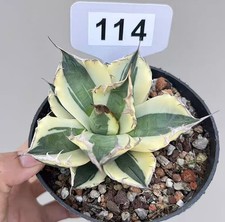 vaso 10 cm Agave titanota