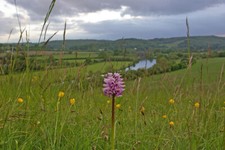 Photo 6x4 Monkey Orchid