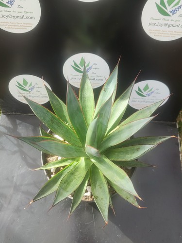 Agave blue glow marginata - blue,