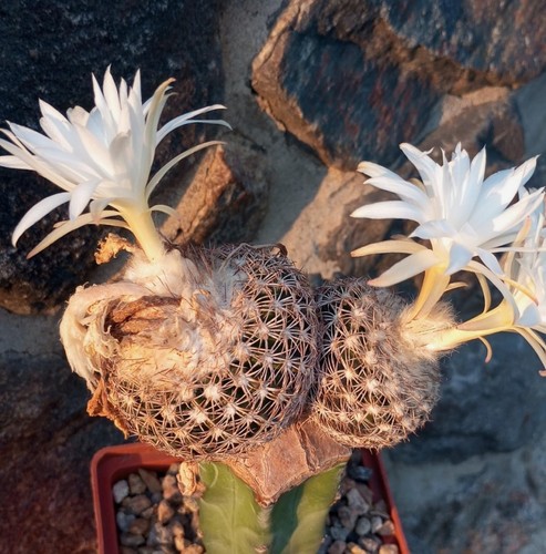 Discocactus horstii - , x