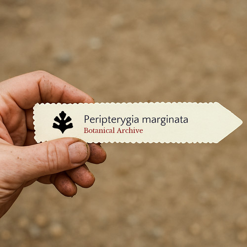 Peripterygia marginata seeds - marginata,