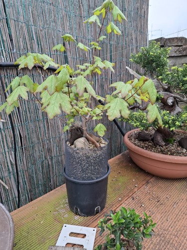 Pre bonsai acero - acero, su