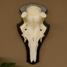 Teschio Di Cervo Senza Corna