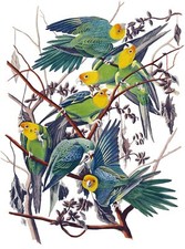 Piastrella Carolina Parrot J. Audubon uccellini murale cucina backsplash marmo ceramica