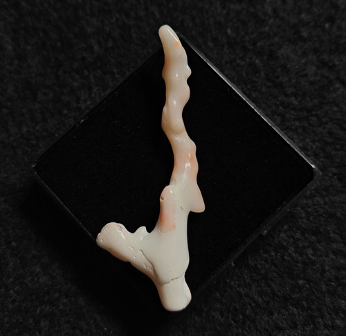Corallo marino giapponese - corallo,