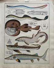 Testine Inger Pesce Gatto