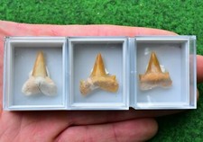 Real Shark Tooth Fossil [Otodus Obliquus] 70 MYO [Free Box] UK Quick Postage✔ #S