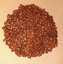 CERCIS SILIQUASTRUM, ALBERO DI