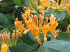 1 PIANTA DI LONICERA