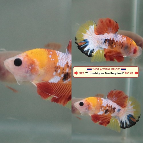 Live betta fish - live,