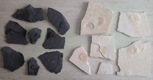 Lotto fossili ammoniti del
