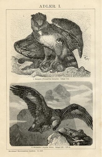 1898 aquile uccelli rapaci - 1898,