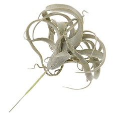  Piante succulente di ananas