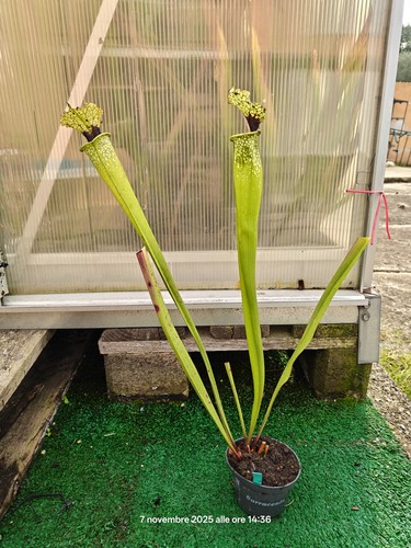Sarracenia leah wilkerson - #7,