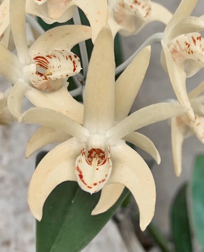 Dendrobium speciosum profumo