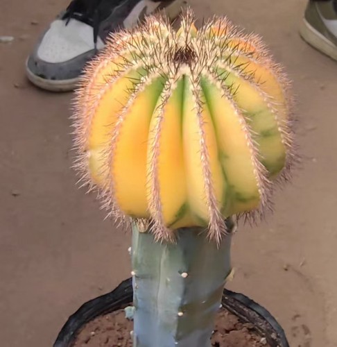 Uebelmannia pectinifera - 7,