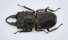 Lucanidae gnaphaloryx opacus - lucanidae,,