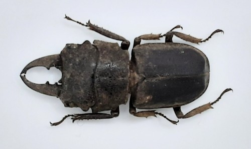 Lucanidae gnaphaloryx opacus - gnaphaloryx,
