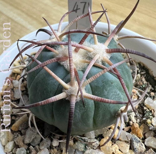 Rara pianta succulenta - pianta,