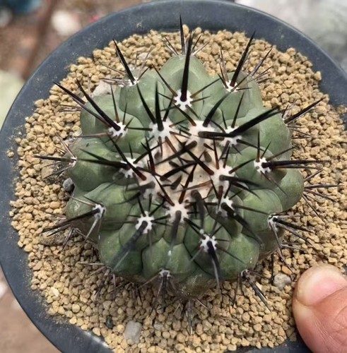 Copiapoa cinerea wysiwyg - cinerea,