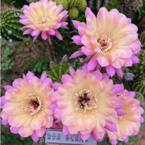 Pianta succulenta cactus - succulenta, di