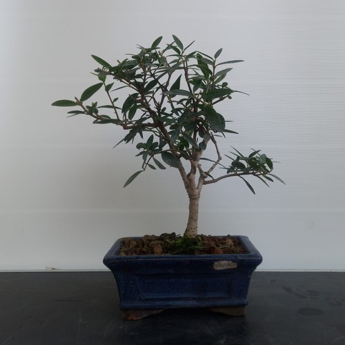 Bonsai ulivo - di,