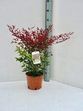 Nandina domestica "Bambù