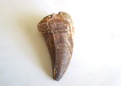 Fossili dente di mosasauro - -,