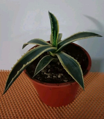 Agave americana variegata - agave,