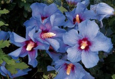 30 SEMI DI HIBISCUS SYRIACUS