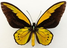 ORNITHOPTERA CROESUS HELIOS