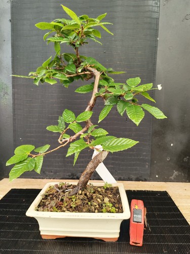 Bonsai carpino h - h, 47