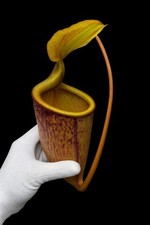 Nepenthes PALAWANENSIS - RARE