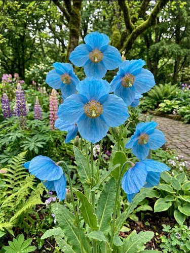 8000388 meconopsis grandis - 8000388,