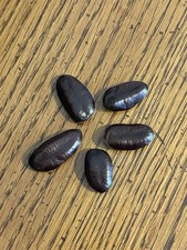 5 Stratified 2025 Wild Ohio