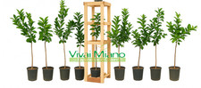 Mix piante agrumi - mix, a