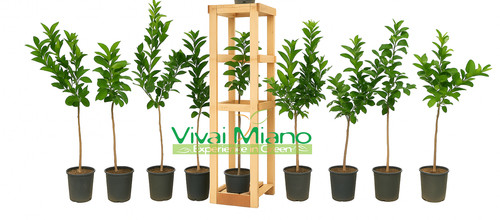 Mix piante agrumi a - piante,