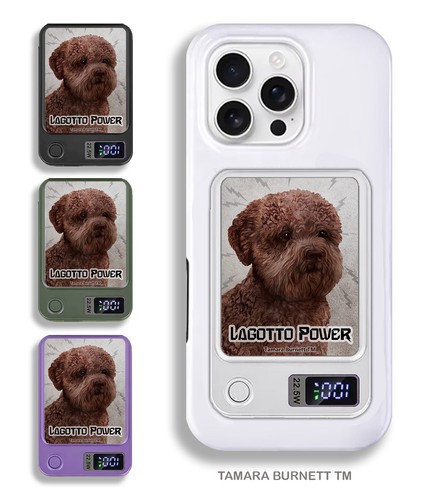Lagotto romagnolo banca - romagnolo,