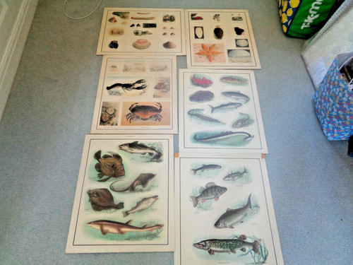 Poster scuola molluschi - 6,