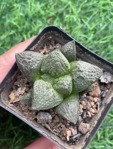 Rara pianta succulenta cm - rara,