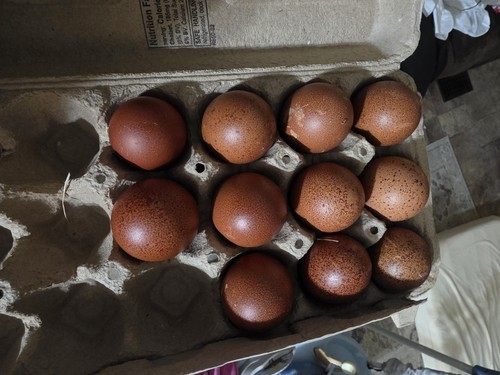 Bbs maran hatching eggs dark - maran,